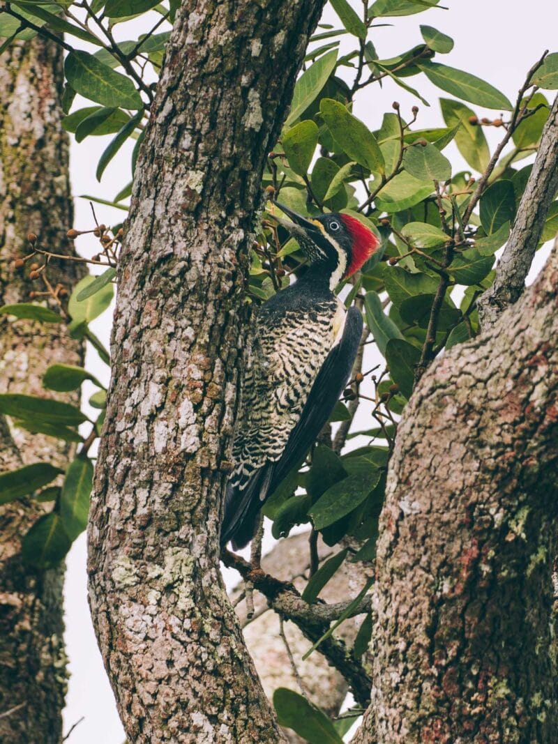 Immersion dans le Llano Profundo : six jours au cœur du Casanare sauvage