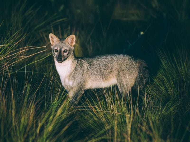 Immersion dans le Llano Profundo : six jours au cœur du Casanare sauvage