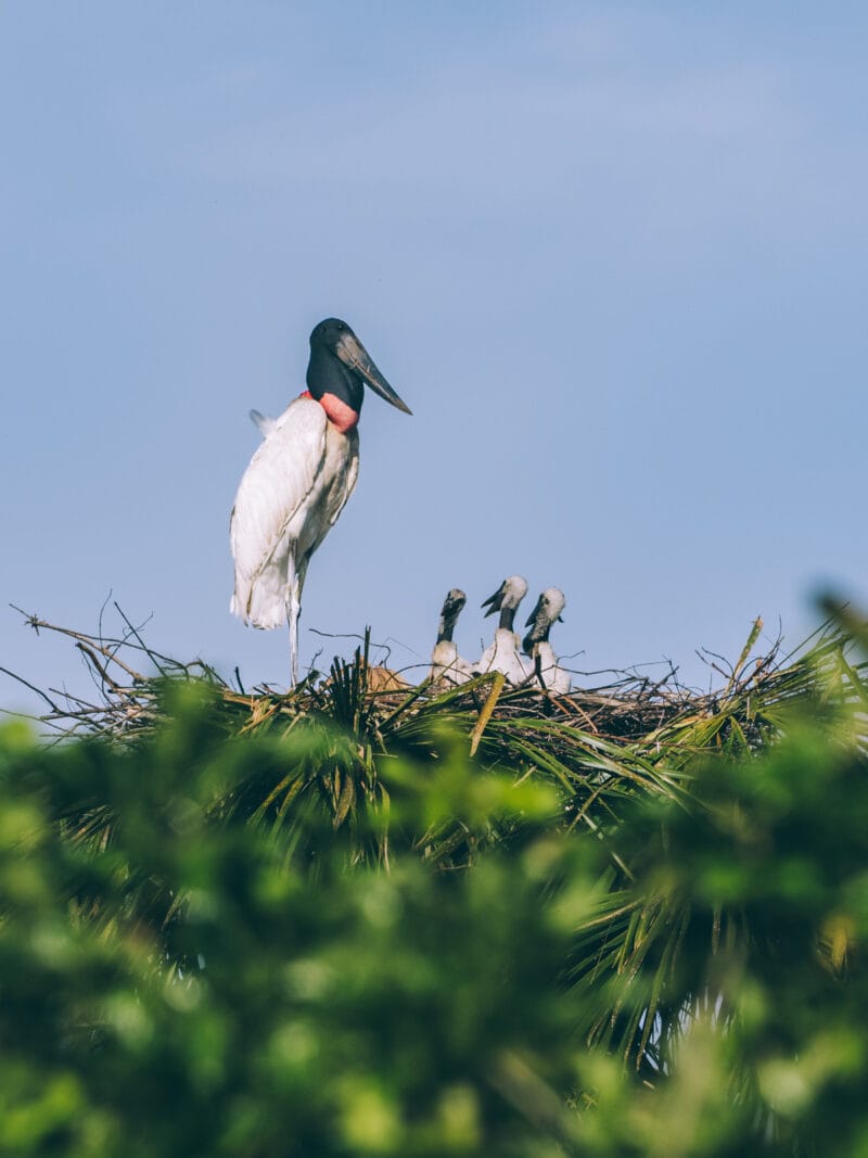 Immersion dans le Llano Profundo : six jours au cœur du Casanare sauvage
