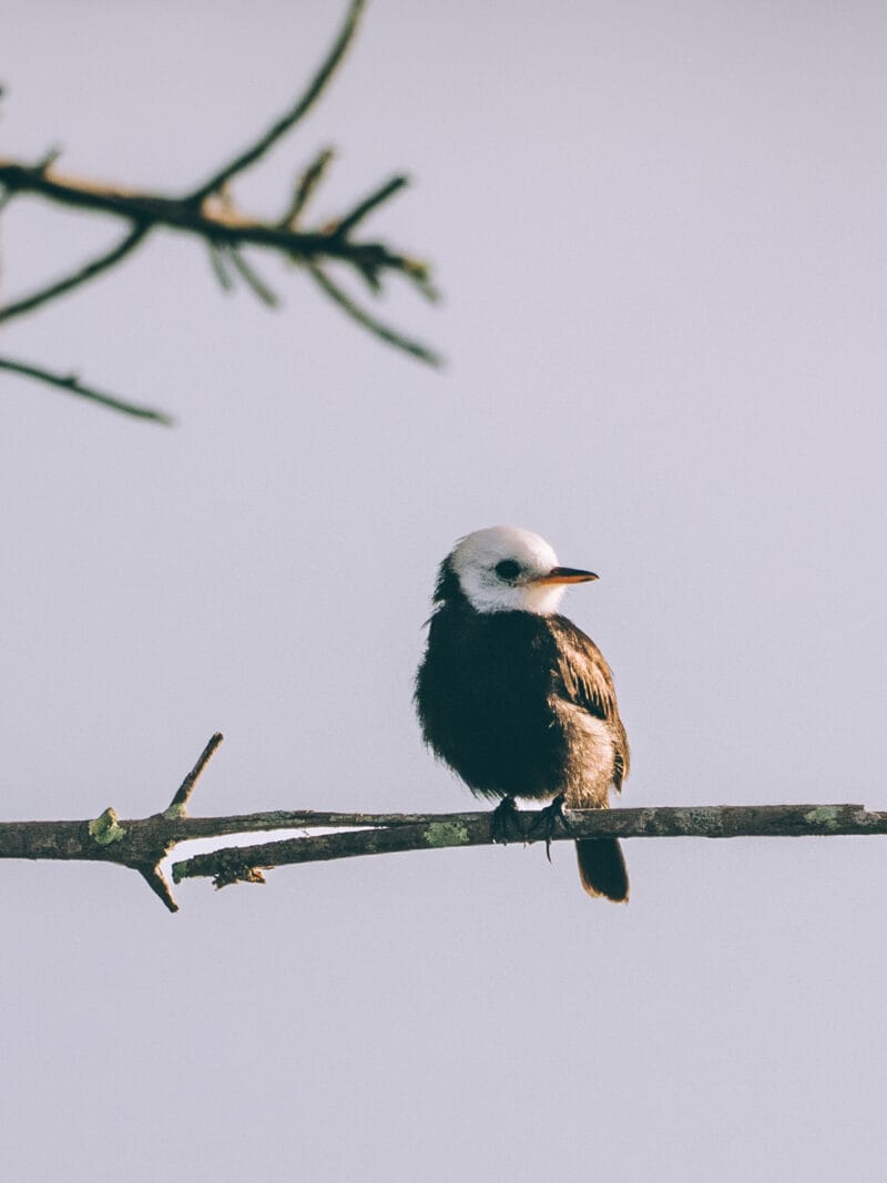 Immersion dans le Llano Profundo : six jours au cœur du Casanare sauvage