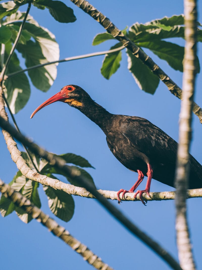 Immersion dans le Llano Profundo : six jours au cœur du Casanare sauvage