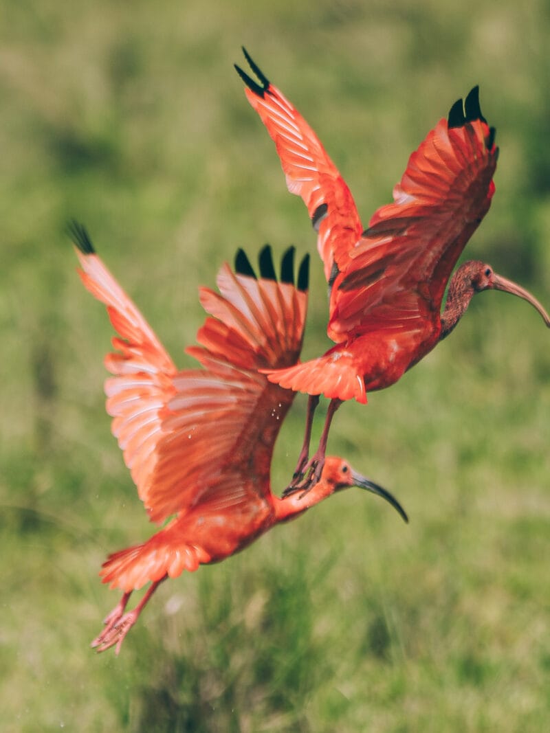Immersion dans le Llano Profundo : six jours au cœur du Casanare sauvage