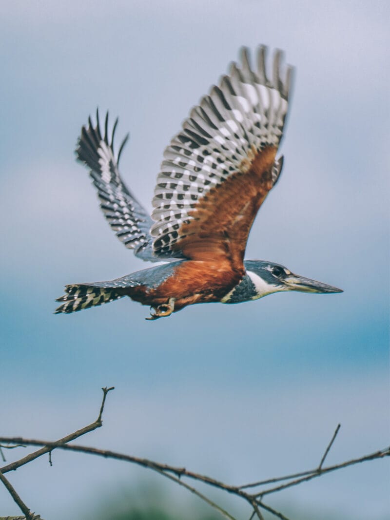Immersion dans le Llano Profundo : six jours au cœur du Casanare sauvage