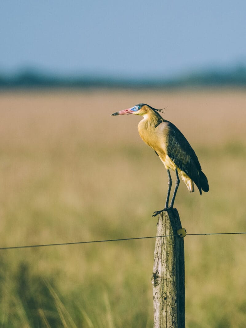 Immersion dans le Llano Profundo : six jours au cœur du Casanare sauvage