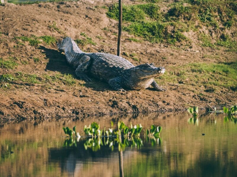 Immersion dans le Llano Profundo : six jours au cœur du Casanare sauvage