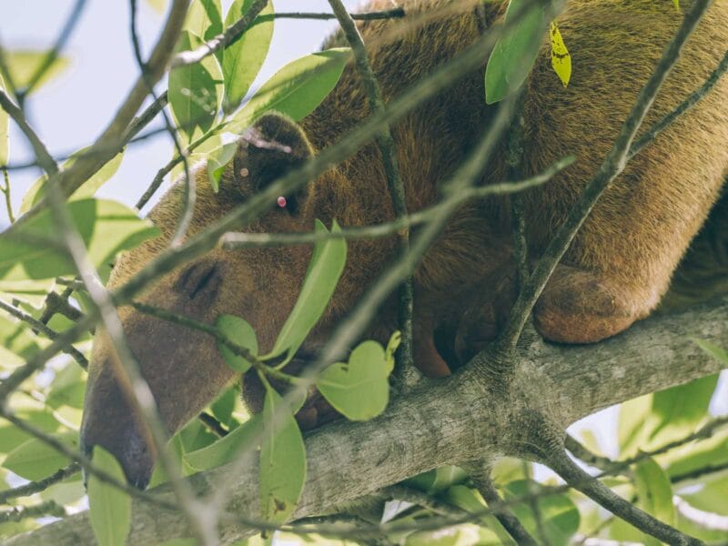 Immersion dans le Llano Profundo : six jours au cœur du Casanare sauvage