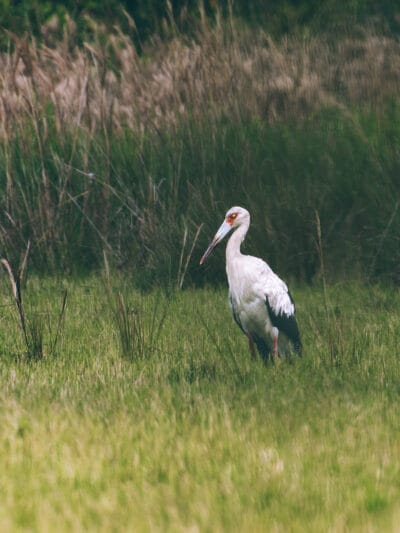 Immersion dans le Llano Profundo : six jours au cœur du Casanare sauvage