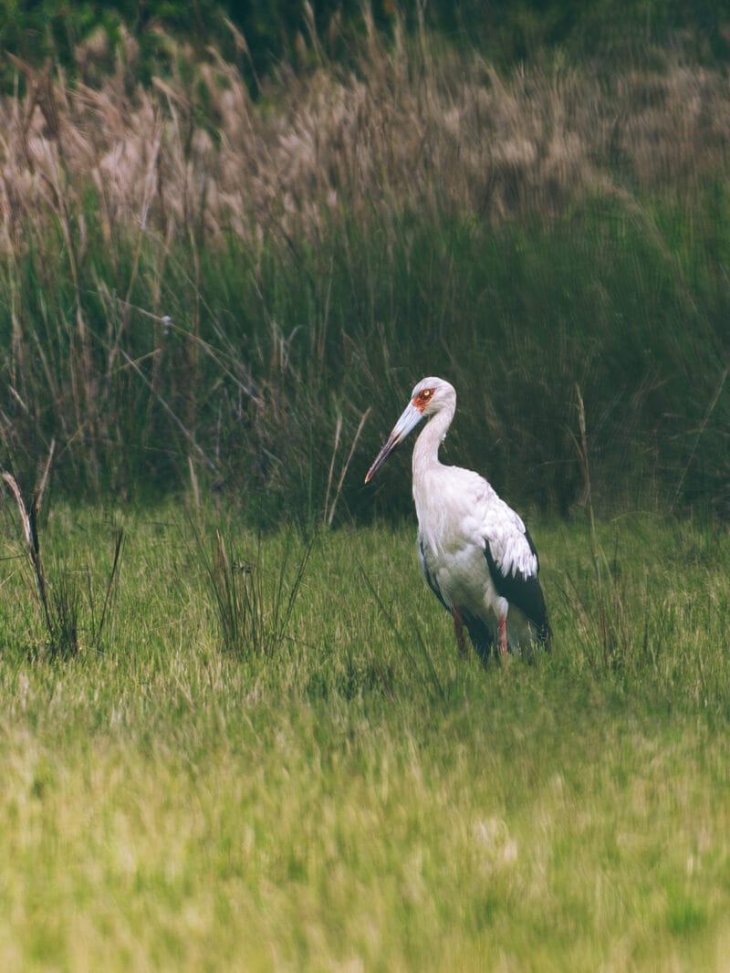Immersion dans le Llano Profundo : six jours au cœur du Casanare sauvage