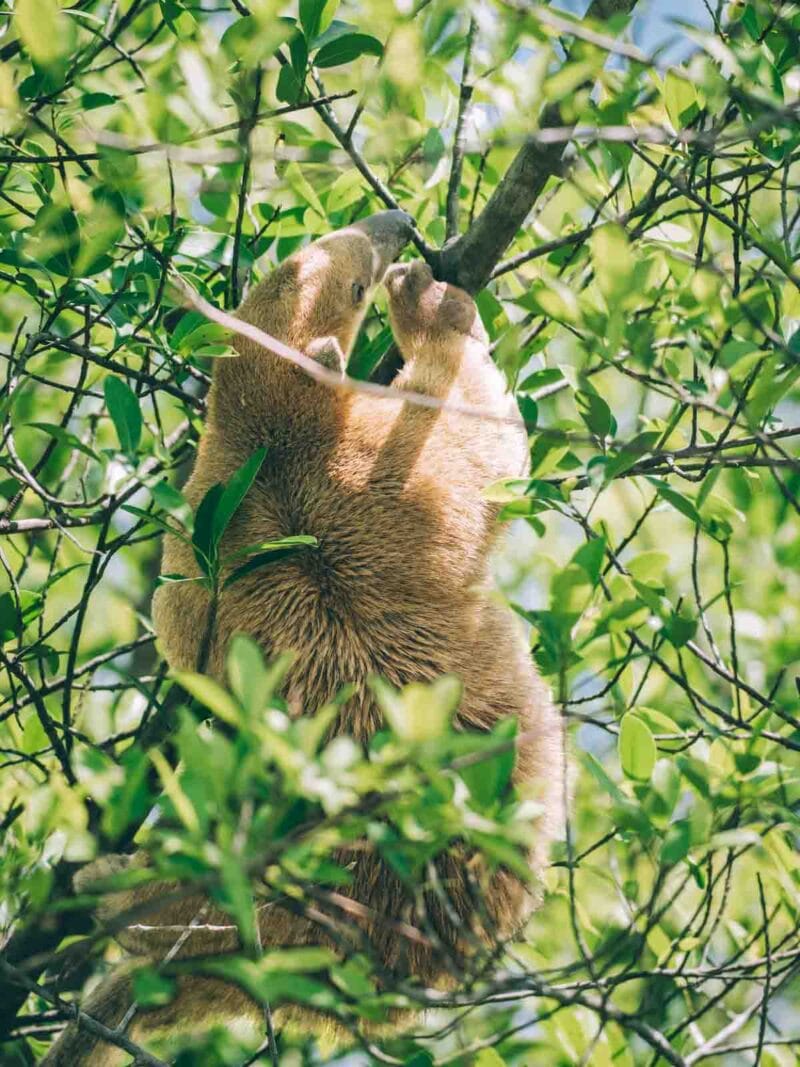 Immersion dans le Llano Profundo : six jours au cœur du Casanare sauvage