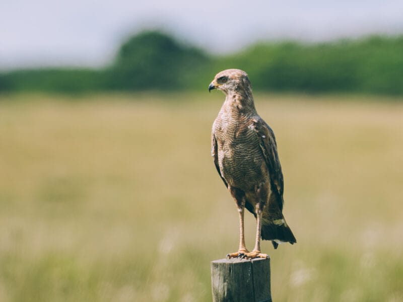 Immersion dans le Llano Profundo : six jours au cœur du Casanare sauvage