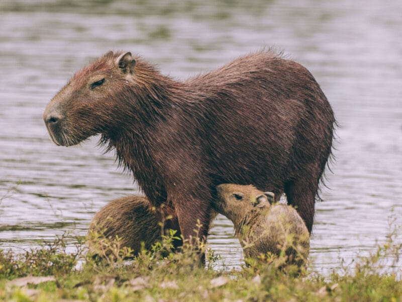 Préparer un séjour dans le Casanare : toutes les informations pratiques