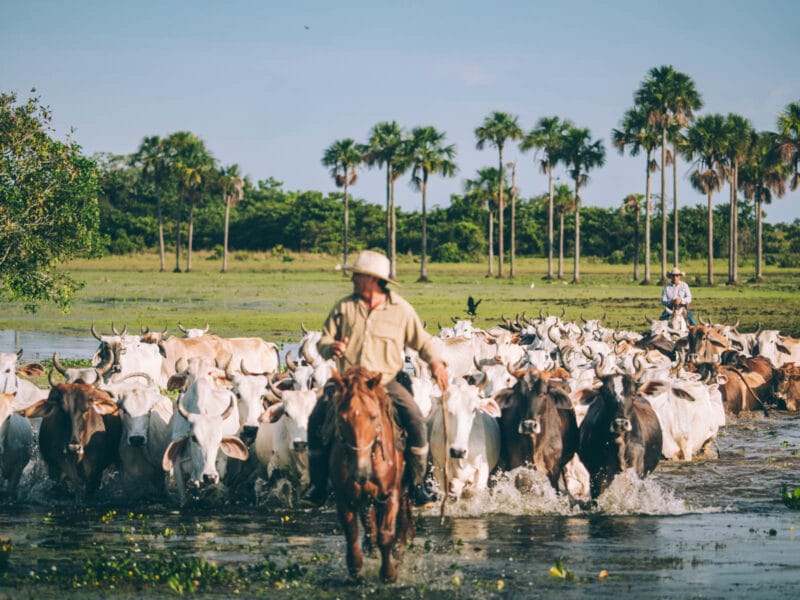 Préparer un séjour dans le Casanare : toutes les informations pratiques