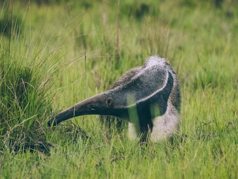 Traversée à cheval dans le Casanare : parcourir les Llanos au rythme des llaneros