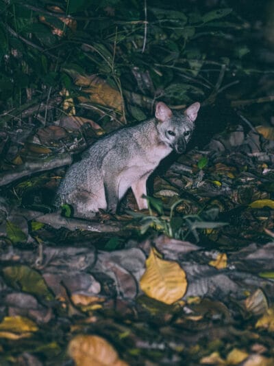 Renard crabier observé la nuit dans le parc Tayrona