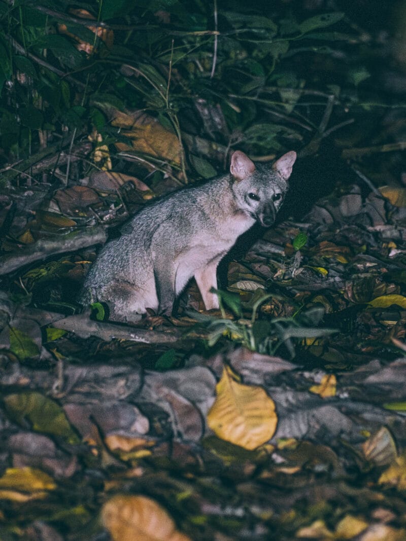 Renard crabier observé la nuit dans le parc Tayrona