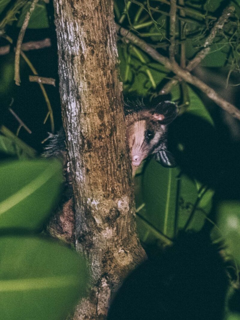 Zarigüeya durant une sortie nocturne au parc Tayrona