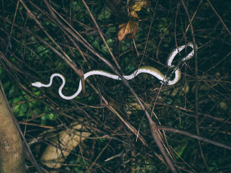 Boa observé durant une sortie nocturne au parc Tayrona