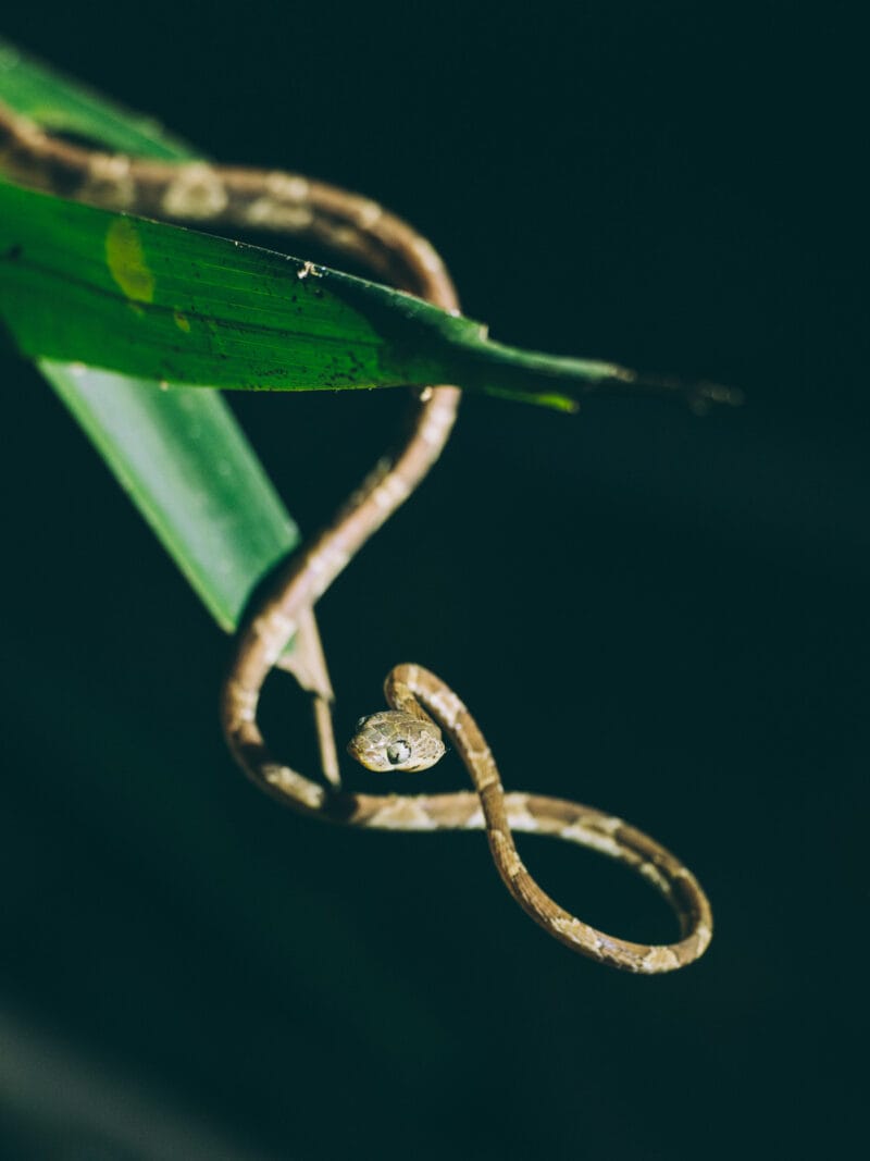 Serpent liane observé la nuit au parc Tayrona