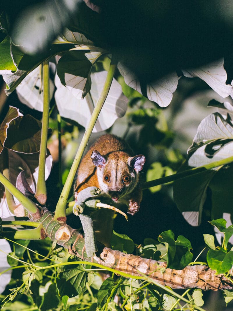 Opossum laineux lors d'une sortie nocturne d'observation de la faune au parc Tayrona