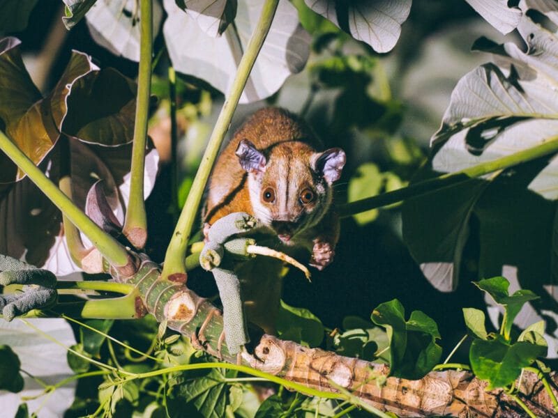 Opossum laineux lors d'une sortie nocturne d'observation de la faune au parc Tayrona