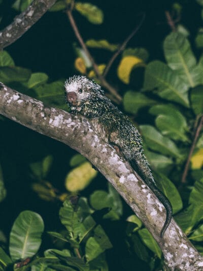 Porc-épics de Santa marta sortie d'observation de la faune nocturne au parc Tayrona