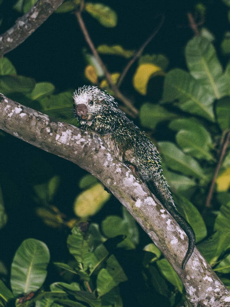 Porc-épics de Santa marta sortie d'observation de la faune nocturne au parc Tayrona