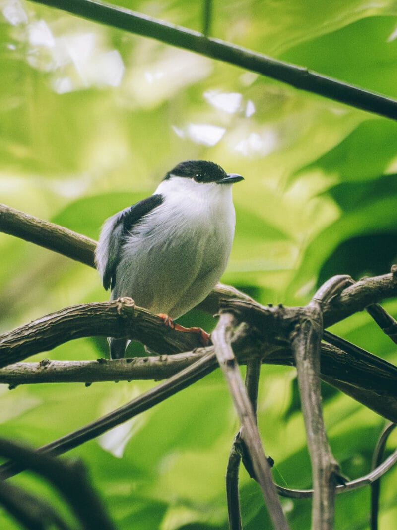 Manakin au parc Tayrona lors d'une observation des oiseaux avec un guide local