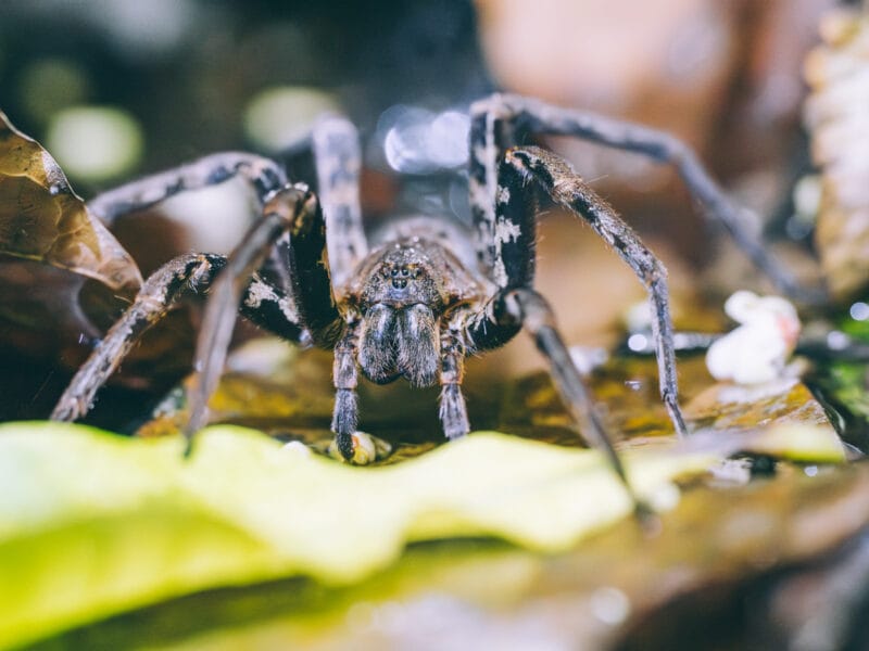 Araignée pêcheuse observée lors d'une sortie avec guide naturaliste dans le parc Tayrona
