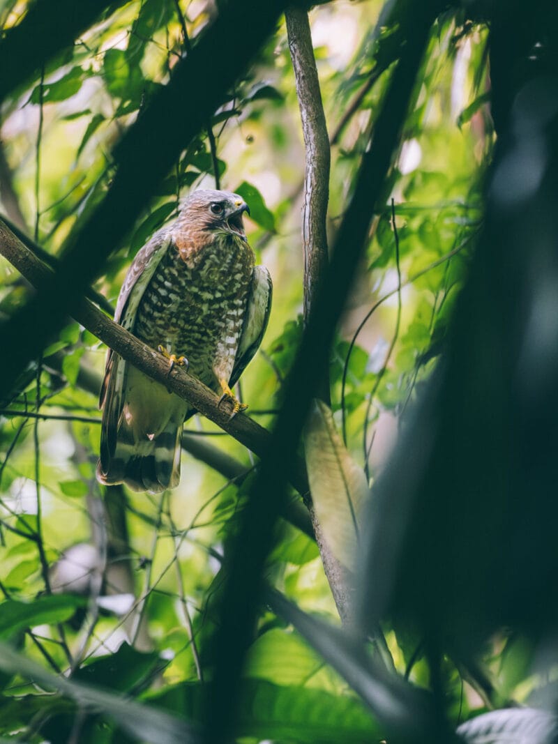 Petite buse observée dans le parc Tayrona lors d'une session de birding