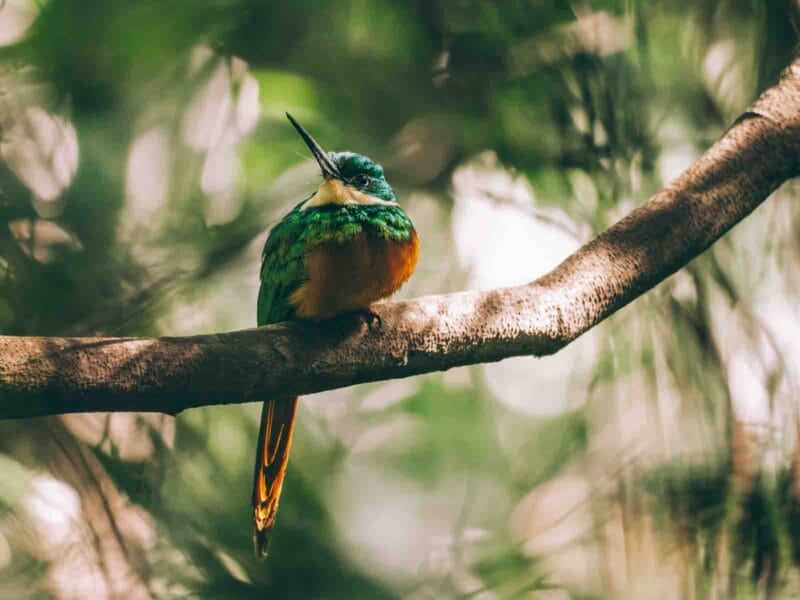 Jacamar observé dans le parc Tayrona lors d'une session de birding