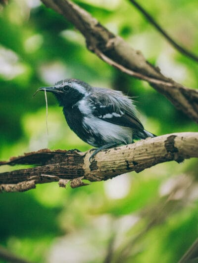 Oiseau Grisin observé dans le parc Tayrona lors d'une session de birding