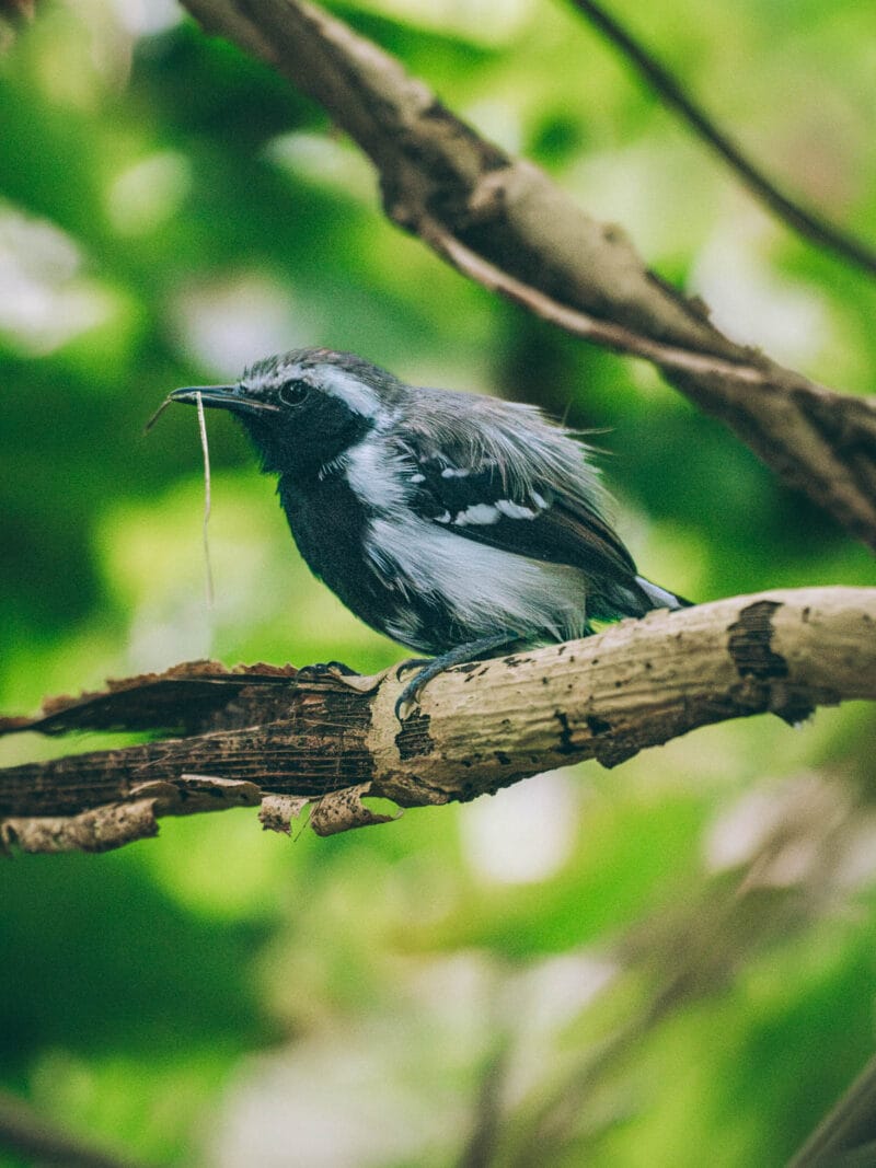 Oiseau Grisin observé dans le parc Tayrona lors d'une session de birding