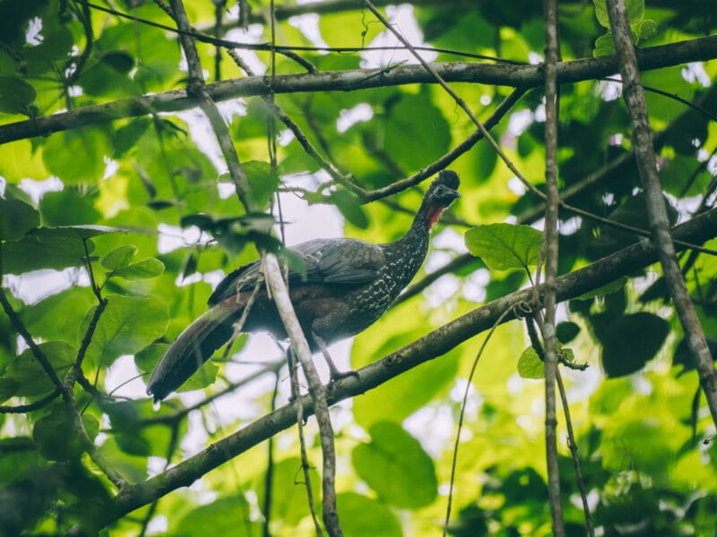 Oiseau Pénélope vue pendant une sortie de Birding dans le parc Tayrona