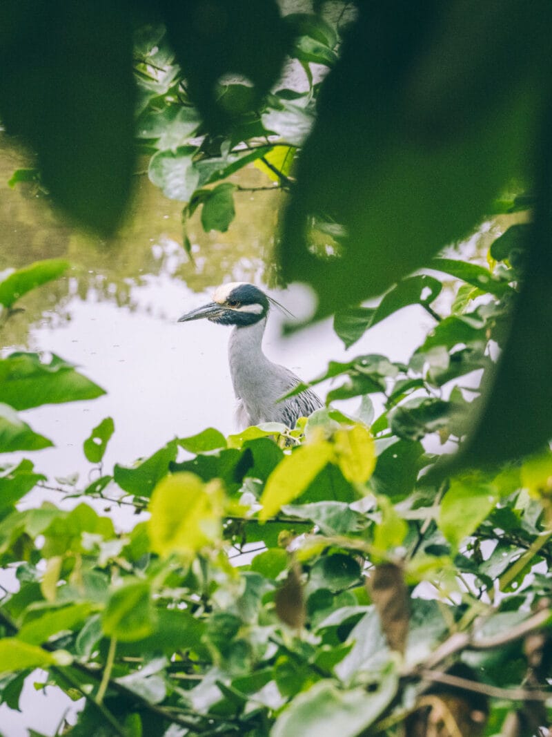 Oiseau échassier observé lors d'une sortie birding au parc Tayrona