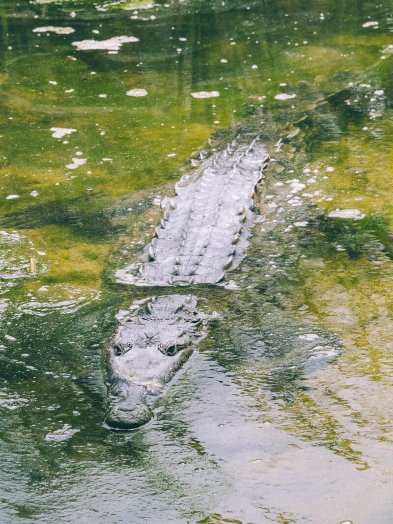 Crocodile américain observé lors d'une sortie guidée au parc Tayrona