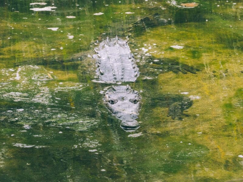 Crocodile américain observé lors d'une sortie guidée au parc Tayrona