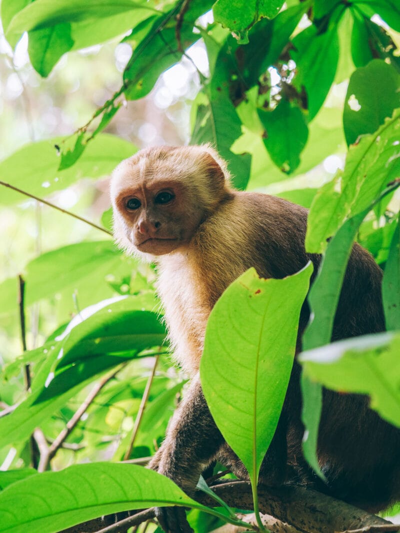 Singe capucin observé dans le parc Tayrona lors d'une sortie d'observation de la faune