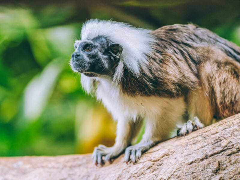 Tamarin à crête blanche observé dans le parc Tayrona