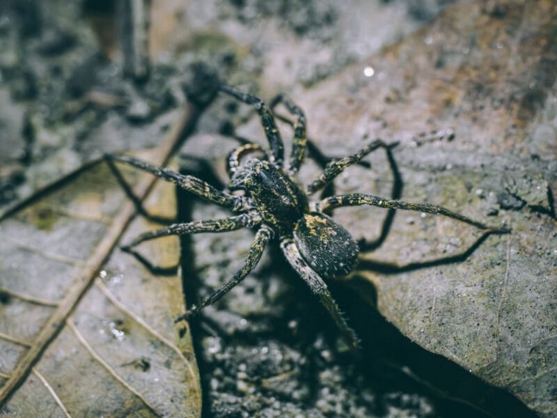 Araignée observée au parc Tayrona lors d'une sortie guidée nocturne