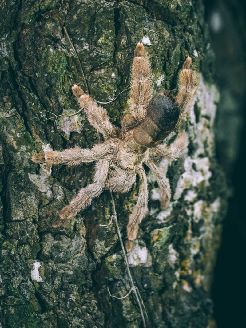 Tarentule blonde du Panama observée au parc Tayrona