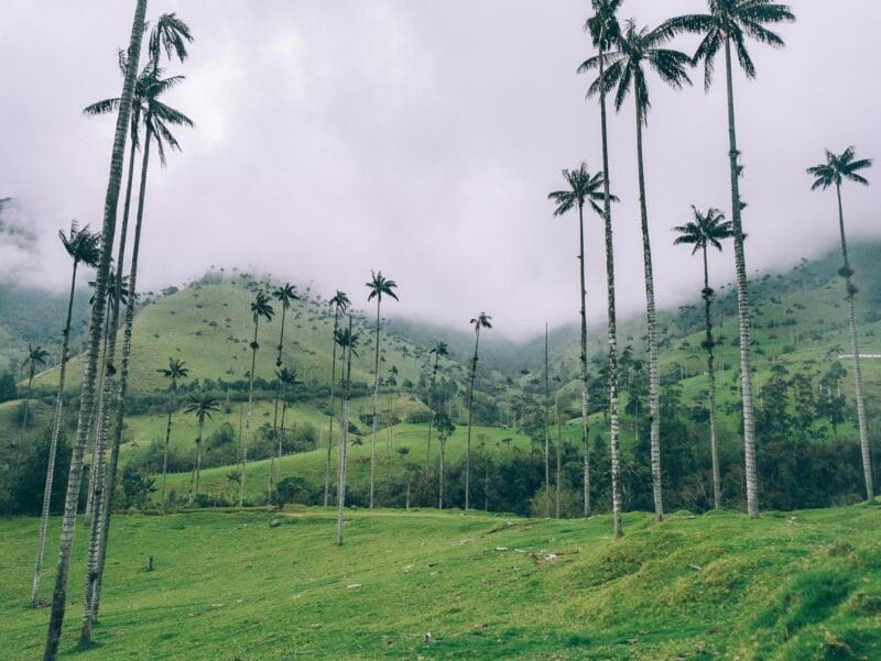Où voir les palmiers de cire en Colombie : bien au delà de Cocora