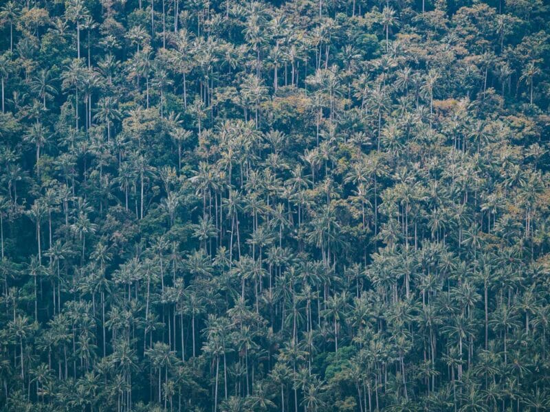 Où voir les palmiers de cire en Colombie : bien au delà de Cocora
