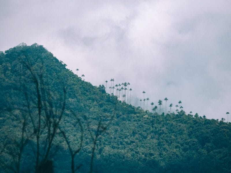 Où voir les palmiers de cire en Colombie : bien au delà de Cocora