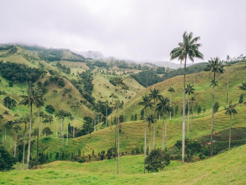 Où voir les palmiers de cire en Colombie : bien au delà de Cocora