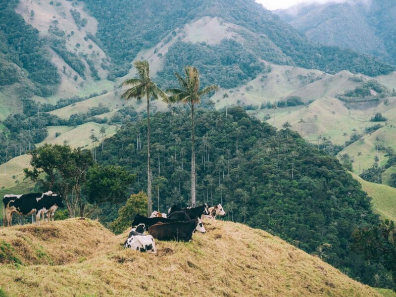 Où voir les palmiers de cire en Colombie : bien au delà de Cocora