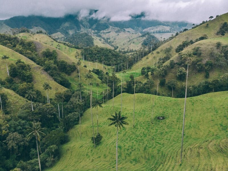 Où voir les palmiers de cire en Colombie : bien au delà de Cocora