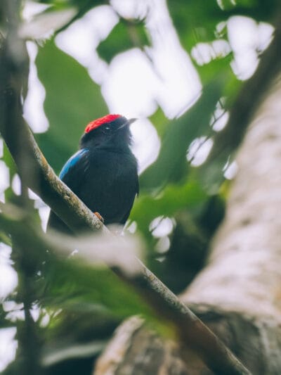 Manakin sur le sentier du trek au Parc Tayrona
