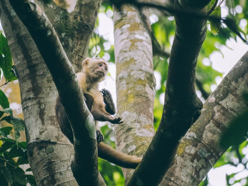 Singe capucin sur le sentier vers Playa Brava
