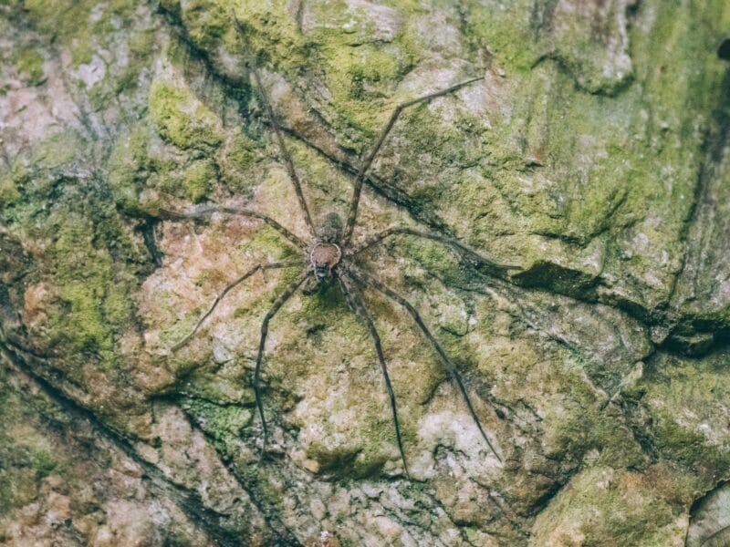 Trek de 2 jours au Parc Tayrona : de Calabazo à El Zaino