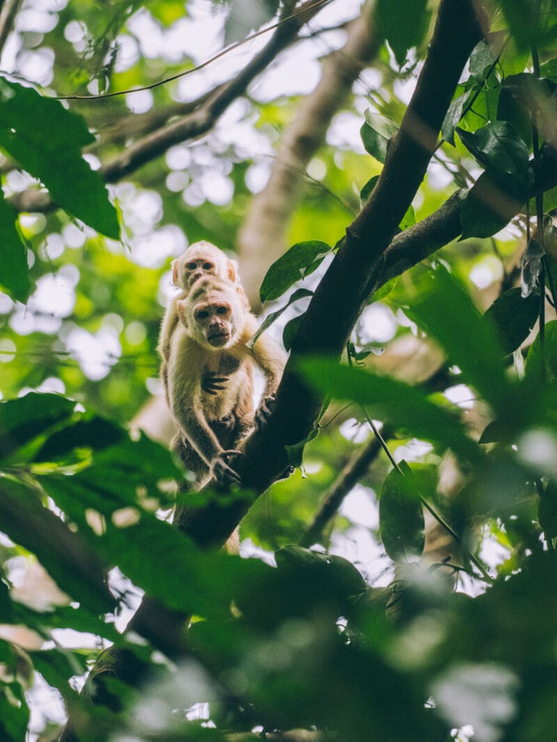 Singe capucin dans le Parc Tayrona